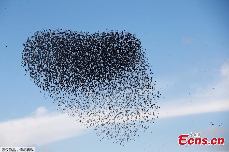 A murmuration of migrating starlings fly in a group above a waste facility near the city of Rahat, southern Israel, Jan. 1, 2019. (Photo/Agencies)