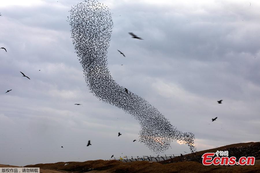 A murmuration of migrating starlings fly in a group above a waste facility near the city of Rahat, southern Israel, Jan. 1, 2019. (Photo/Agencies)