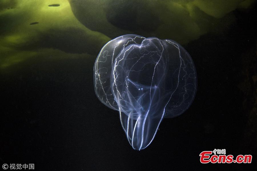 Victor Lyagushkin, an underwater photographer, has taken photos of incredible sea life in the White Sea including sea angels, jellyfish, soft corals, and sea anemones. (Photo/VCG)