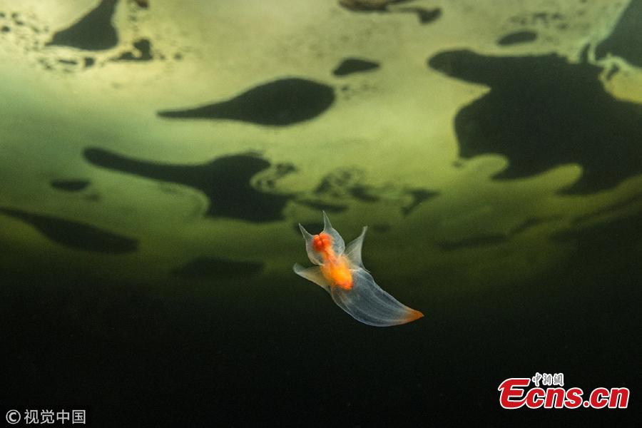 Victor Lyagushkin, an underwater photographer, has taken photos of incredible sea life in the White Sea including sea angels, jellyfish, soft corals, and sea anemones. (Photo/VCG)