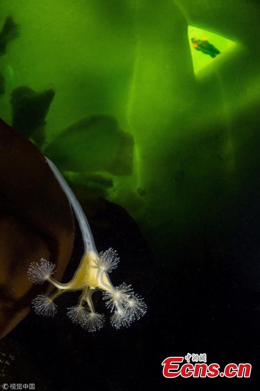Victor Lyagushkin, an underwater photographer, has taken photos of incredible sea life in the White Sea including sea angels, jellyfish, soft corals, and sea anemones. (Photo/VCG)