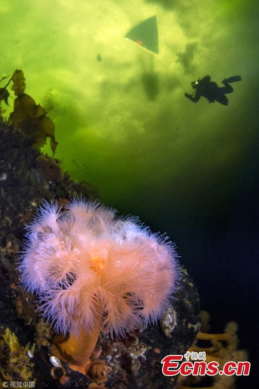 Victor Lyagushkin, an underwater photographer, has taken photos of incredible sea life in the White Sea including sea angels, jellyfish, soft corals, and sea anemones. (Photo/VCG)