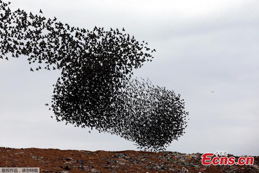 A murmuration of migrating starlings fly in a group above a waste facility near the city of Rahat, southern Israel, Jan. 1, 2019. (Photo/Agencies)
