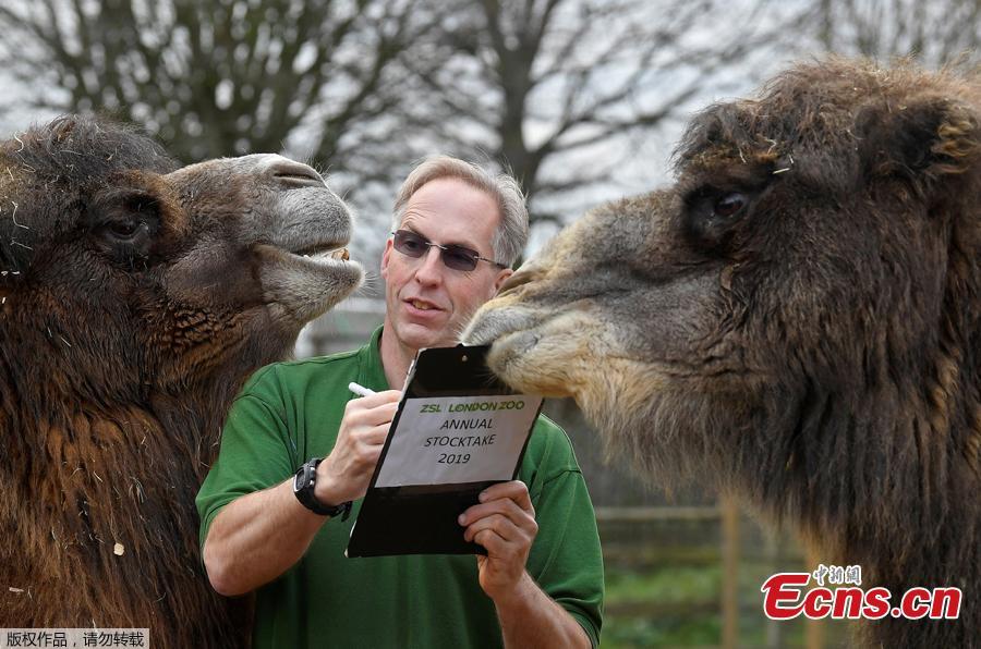 A zookeeper poses for the media with two Bactrian camels during a photocall to publicize the annual stocktake at London Zoo in London, Jan. 3, 2019.London Zoo is home to about 19,000 animals and almost 700 species and every year the keepers dust off their clipboards and make sure everyone is present and correct.(Photo/Agencies)