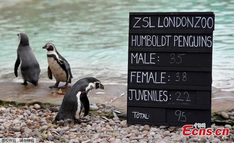 Penguins are seen during an event to publicize the annual stocktake at London Zoo in London, Britain, Jan. 3, 2019. London Zoo is home to about 19,000 animals and almost 700 species and every year the keepers dust off their clipboards and make sure everyone is present and correct.(Photo/Agencies)