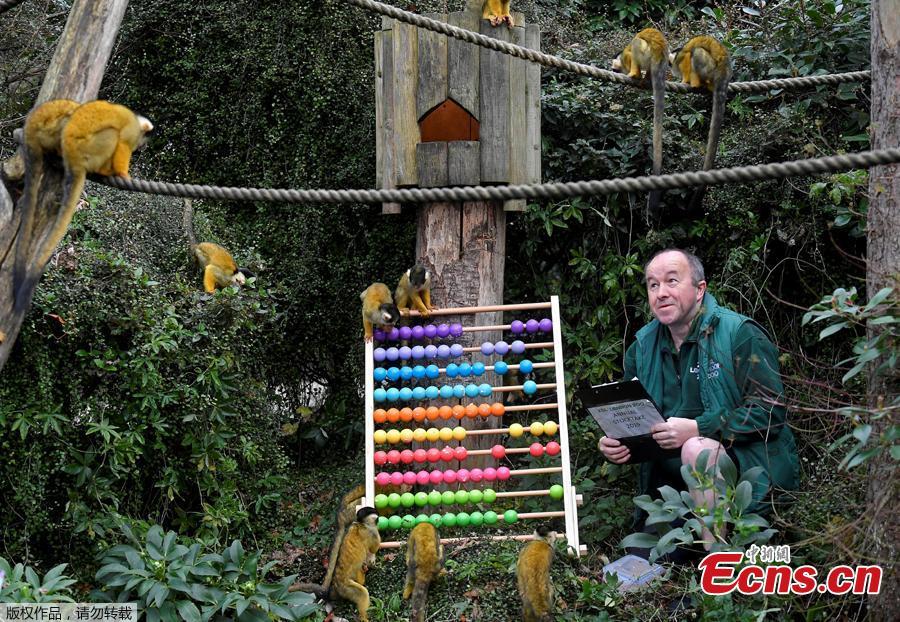 Zookeeper Tony Cholerton sits amongst Squirrel Monkeys during an event to publicize the annual stocktake at London Zoo in London, Jan. 3, 2019. London Zoo is home to about 19,000 animals and almost 700 species and every year the keepers dust off their clipboards and make sure everyone is present and correct.(Photo/Agencies)