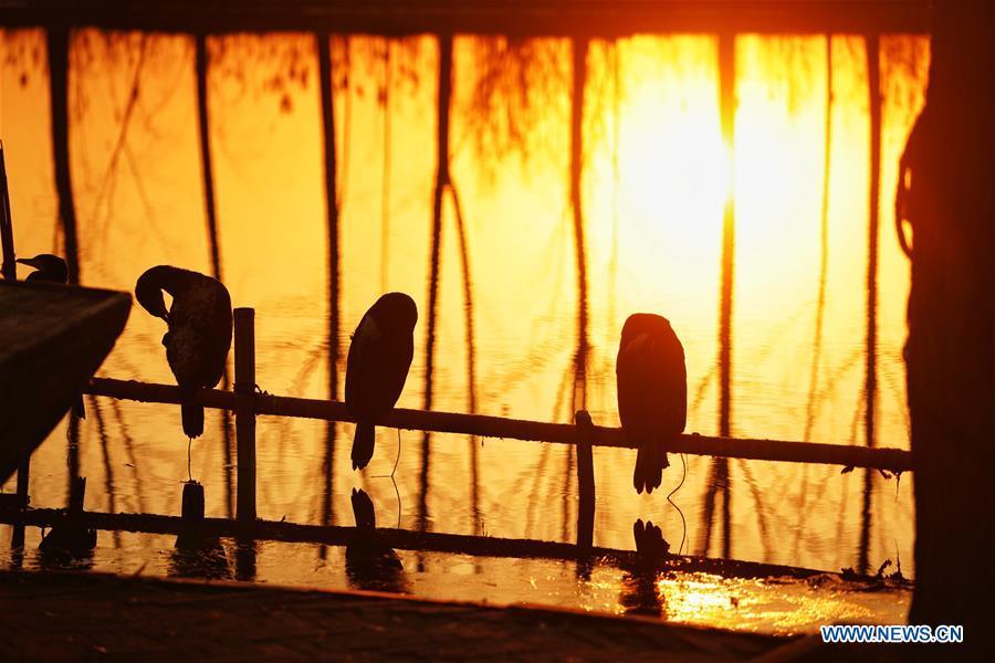 Cormorants are seen at the Baiyangdian lake in Xiongan New Area, north China\'s Hebei Province, Dec. 7, 2018. China\'s central authorities have approved the 2018-2035 master plan for Xiongan New Area, stressing that its creation is significant to high-quality development and the building of the modern economic system. The plan was approved by the Central Committee of the Communist Party of China (CPC) and the State Council. The master plan is the fundamental guideline for the development, construction and management of the Xiongan New Area and should be strictly implemented, according to the approval released on Wednesday. The plan also lists overall development goals for the new area. By 2035, Xiongan will basically develop into a modern city that is green, intelligent and livable, with relatively strong competitiveness and harmonious human-environment interaction. (Xinhua/Xing Guangli)