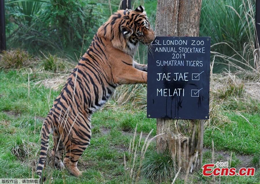 Jae Jae, a Sumatran Tiger examines a noticeboard during an event to publicise the annual stocktake at London Zoo in London, Britain, January 3, 2019.  London Zoo is home to about 19,000 animals and almost 700 species and every year the keepers dust off their clipboards and make sure everyone is present and correct.(Photo/Agencies)