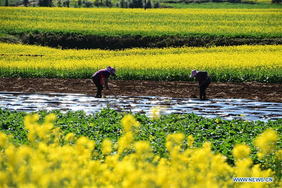 Farmers work in the field beside the cole flowers at Luoping County in Qujing City, southwest China\'s Yunnan Province, Jan. 6, 2019. (Xinhua/Mao Hong)
