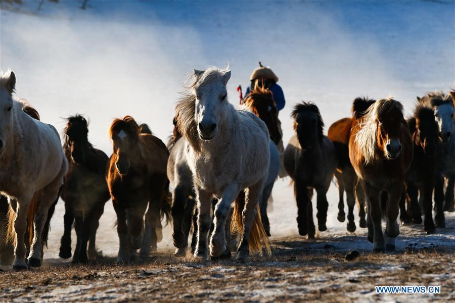 A herdsman drives horses on the snow-covered grassland in Hexigten Banner of Chifeng City, north China\'s Inner Mongolia Autonomous Region, Jan. 6, 2019. Inner Mongolia greets a peak tourism season in winter recently. (Xinhua/Yu Dongsheng)