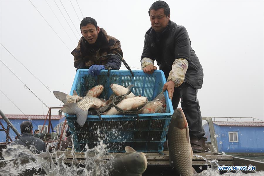 Fishermen harvest fish in Chahe Town of Huai\'an, east China\'s Jiangsu Province, Jan. 6, 2019. (Xinhua/Wan Zhen)