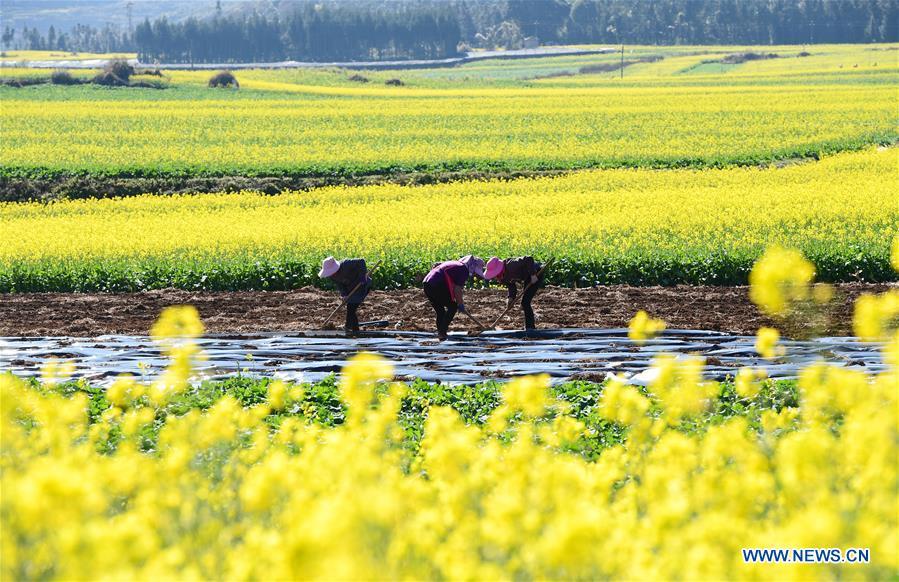 Farmers work in the field beside the cole flowers at Luoping County in Qujing City, southwest China\'s Yunnan Province, Jan. 6, 2019. (Xinhua/Mao Hong)