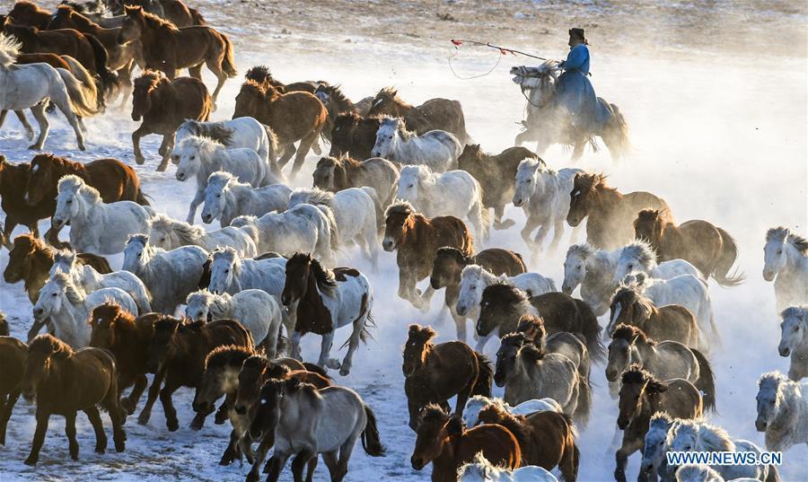 A herdsman drives horses on the snow-covered grassland in Hexigten Banner of Chifeng City, north China\'s Inner Mongolia Autonomous Region, Jan. 6, 2019. Inner Mongolia greets a peak tourism season in winter recently. (Xinhua/Peng Yuan)
