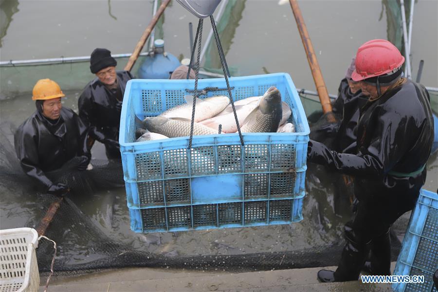 Fishermen harvest fish in Chahe Town of Huai\'an, east China\'s Jiangsu Province, Jan. 6, 2019. (Xinhua/Wan Zhen)