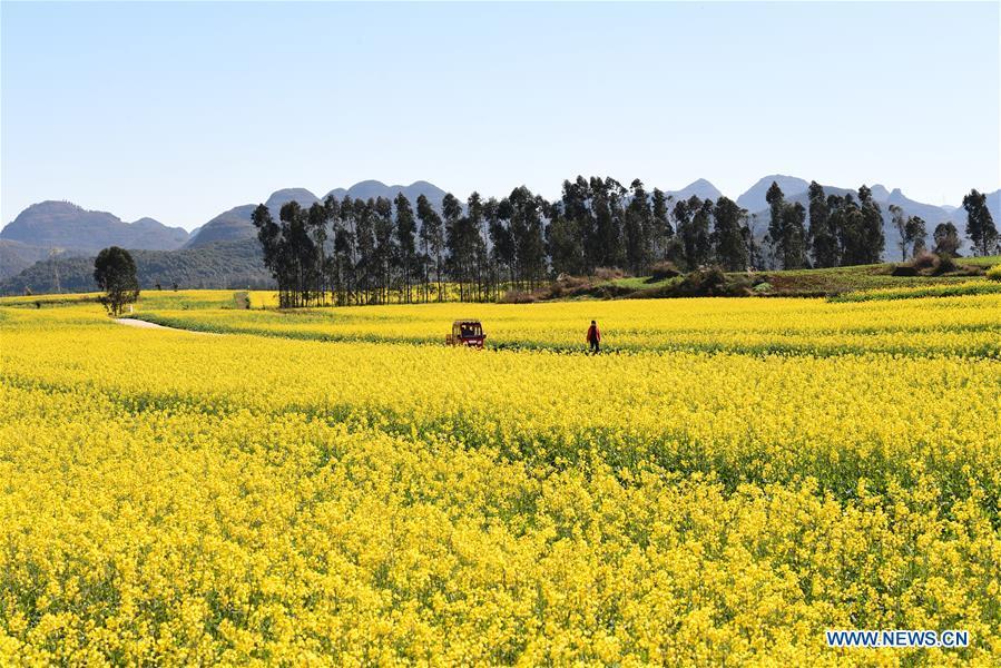 Photo taken on Jan. 6, 2019 shows the blooming cole flowers at Luoping County in Qujing City, southwest China\'s Yunnan Province. (Xinhua/Mao Hong)