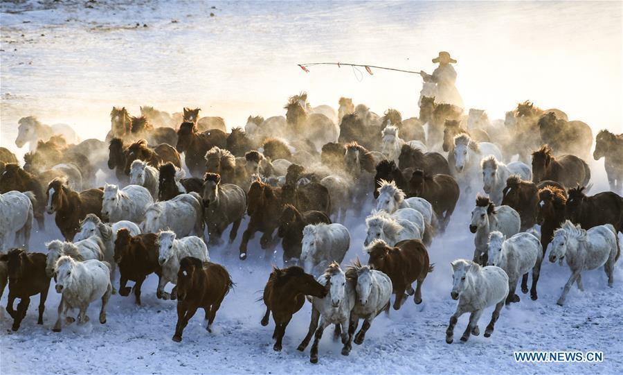 A herdsman drives horses on the snow-covered grassland in Hexigten Banner of Chifeng City, north China\'s Inner Mongolia Autonomous Region, Jan. 6, 2019. Inner Mongolia greets a peak tourism season in winter recently. (Xinhua/Peng Yuan)