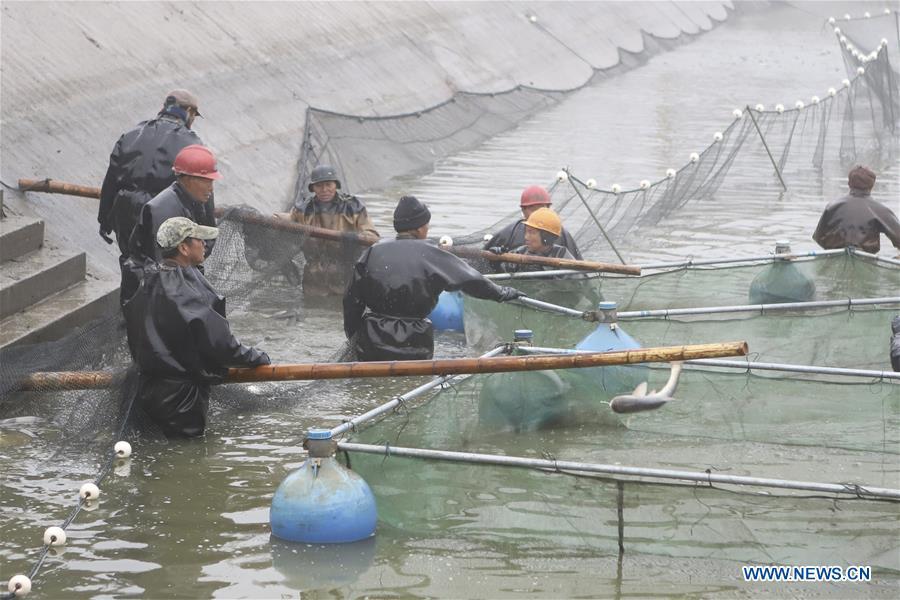 Fishermen harvest fish in Chahe Town of Huai\'an, east China\'s Jiangsu Province, Jan. 6, 2019. (Xinhua/Wan Zhen)