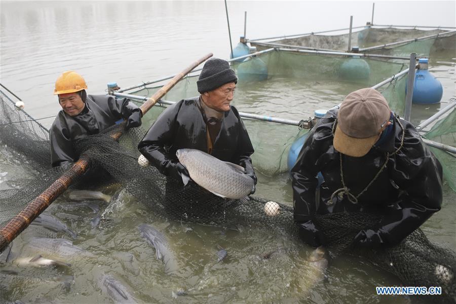 Fishermen harvest fish in Chahe Town of Huai\'an, east China\'s Jiangsu Province, Jan. 6, 2019. (Xinhua/Wan Zhen)