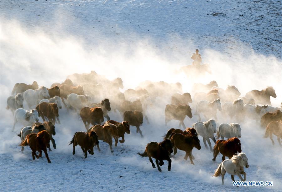 A herdsman drives horses on the snow-covered grassland in Hexigten Banner of Chifeng City, north China\'s Inner Mongolia Autonomous Region, Jan. 6, 2019. Inner Mongolia greets a peak tourism season in winter recently. (Xinhua/Yu Dongsheng)