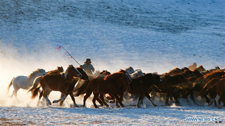 A herdsman drives horses on the snow-covered grassland in Hexigten Banner of Chifeng City, north China\'s Inner Mongolia Autonomous Region, Jan. 6, 2019. Inner Mongolia greets a peak tourism season in winter recently. (Xinhua/Yu Dongsheng)
