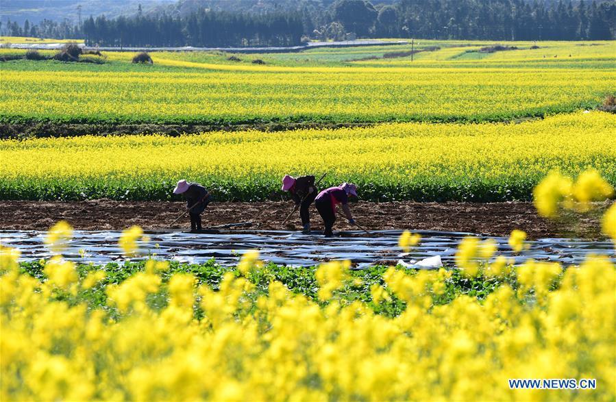 Farmers work in the field beside the cole flowers at Luoping County in Qujing City, southwest China\'s Yunnan Province, Jan. 6, 2019. (Xinhua/Mao Hong)
