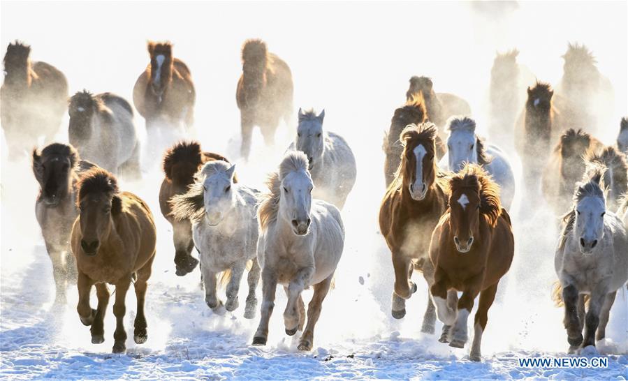 Horses run on the snow-covered grassland in Hexigten Banner of Chifeng City, north China\'s Inner Mongolia Autonomous Region, Jan. 6, 2019. Inner Mongolia greets a peak tourism season in winter recently. (Xinhua/Peng Yuan)