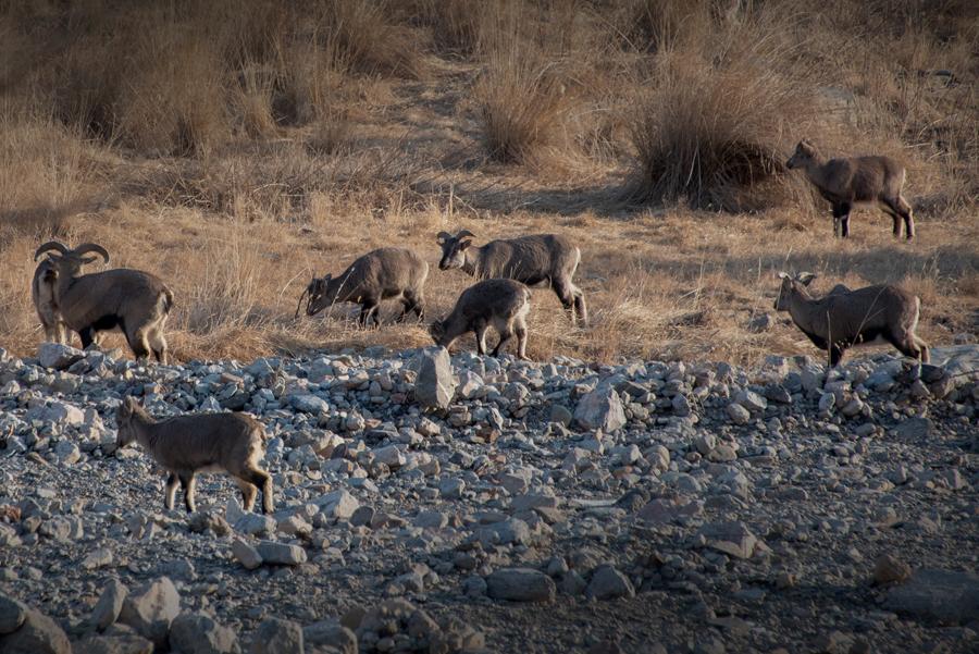 A group of bharals linger in Helanshan National Forest Park on Jan. 5, 2019.  (Photo by Ji Zheng for chinadaily.com.cn)