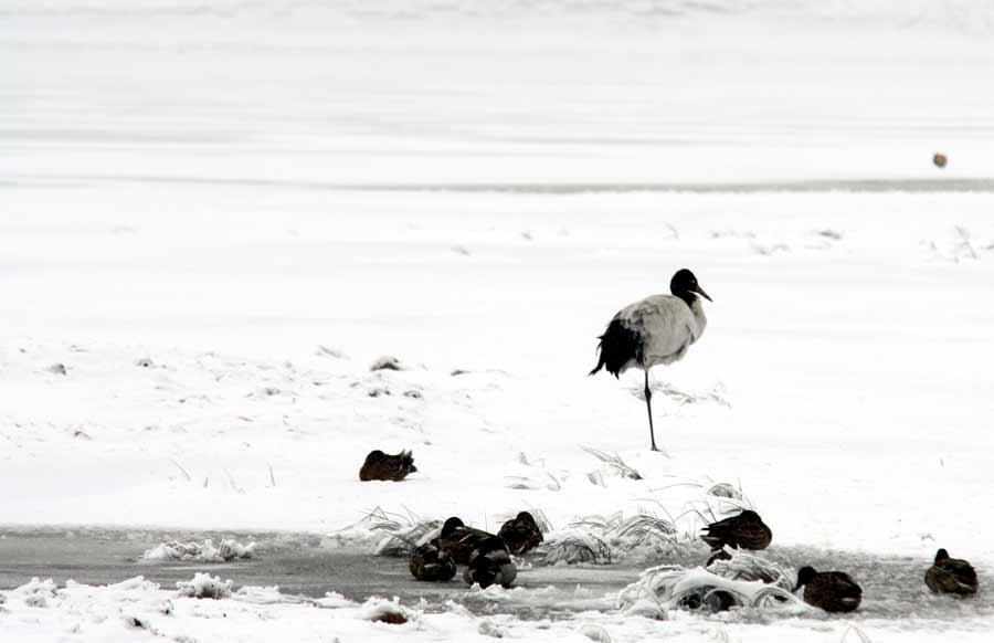 Black-necked cranes are seen at Dashanbao National Nature Reserve for Black-necked Cranes in Zhaotong city, Southwest China\'s Yunnan Province. (Photo by Zheng Yuanjian for chinadaily.com.cn)
