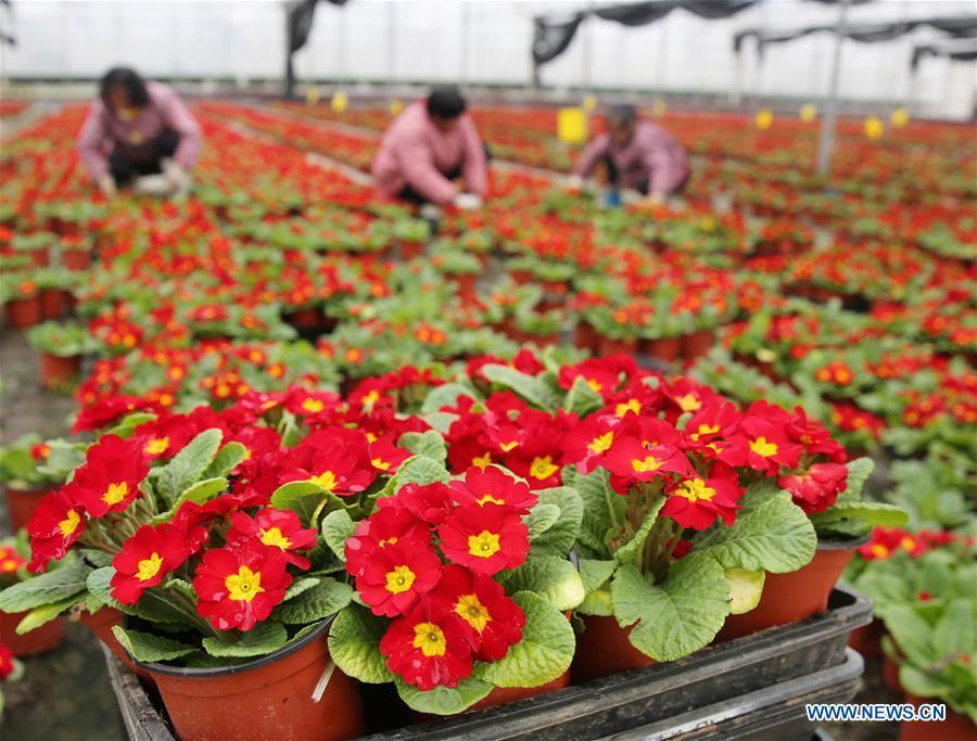 Gardeners work at an agricultural park in Chengdong Township of Nantong City, east China\'s Jiangsu Province, on Jan. 7, 2019. As the Chinese Lunar New Year is drawing near, the potted plants have entered its season of sales in Chengdong Township. (Xinhua/Xiang Zhonglin)