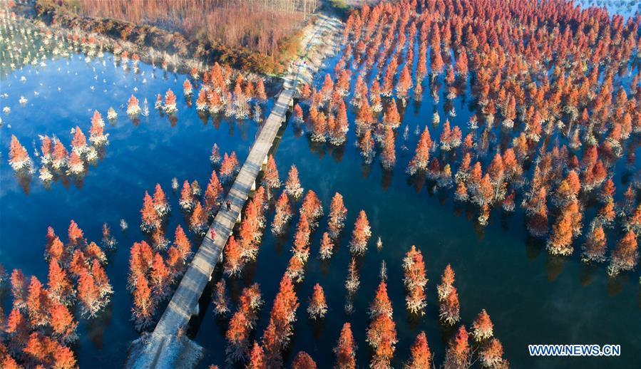 Aerial photo taken on Jan. 5, 2019 shows the wetland of dawn redwood in Dianwei Village in Panlong District of Kunming, capital of southwest China\'s Yunnan Province. The wetland is located at Songhuaba water source reserve, also the upper reaches of the Dian Lake. Songhuaba water source reserve is the main drinking water source of Kunming City. Ecological remediation measures have been implemented for ten years in this area to protect the environment. (Xinhua/Qin Qing)