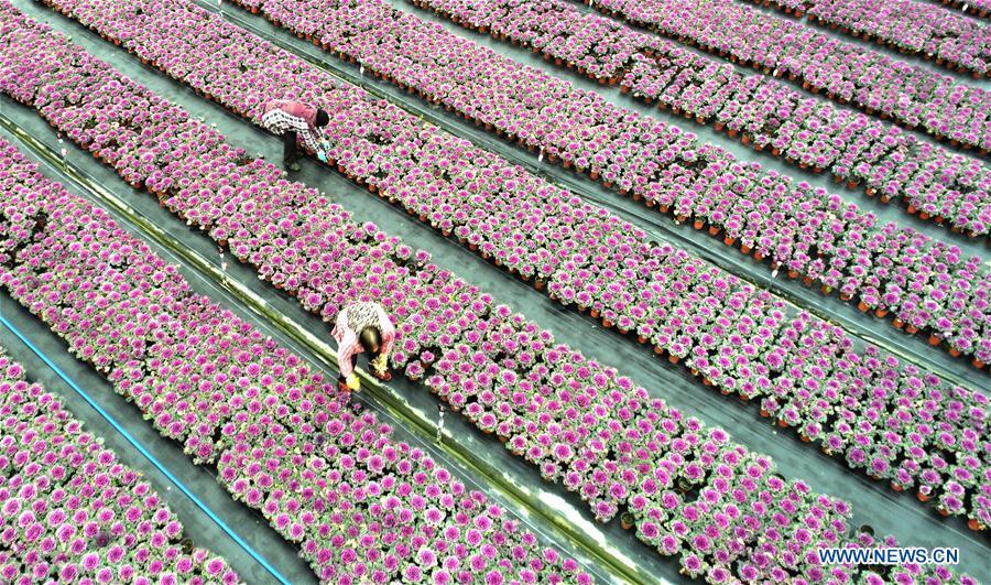Gardeners work at an agricultural park in Chengdong Township of Nantong City, east China\'s Jiangsu Province, on Jan. 7, 2019. As the Chinese Lunar New Year is drawing near, the potted plants have entered its season of sales in Chengdong Township. (Xinhua/Xiang Zhonglin)