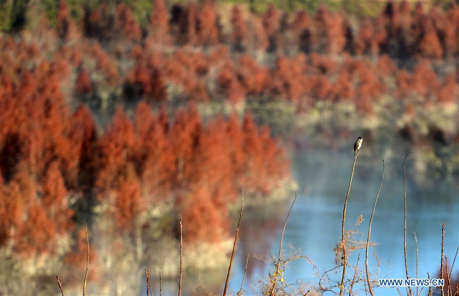A bird rests on a branch at the wetland of dawn redwood in Dianwei Village in Panlong District of Kunming, capital of southwest China\'s Yunnan Province, Jan. 5, 2019. The wetland is located at Songhuaba water source reserve, also the upper reaches of the Dian Lake. Songhuaba water source reserve is the main drinking water source of Kunming City. Ecological remediation measures have been implemented for ten years in this area to protect the environment. (Xinhua/Qin Qing)