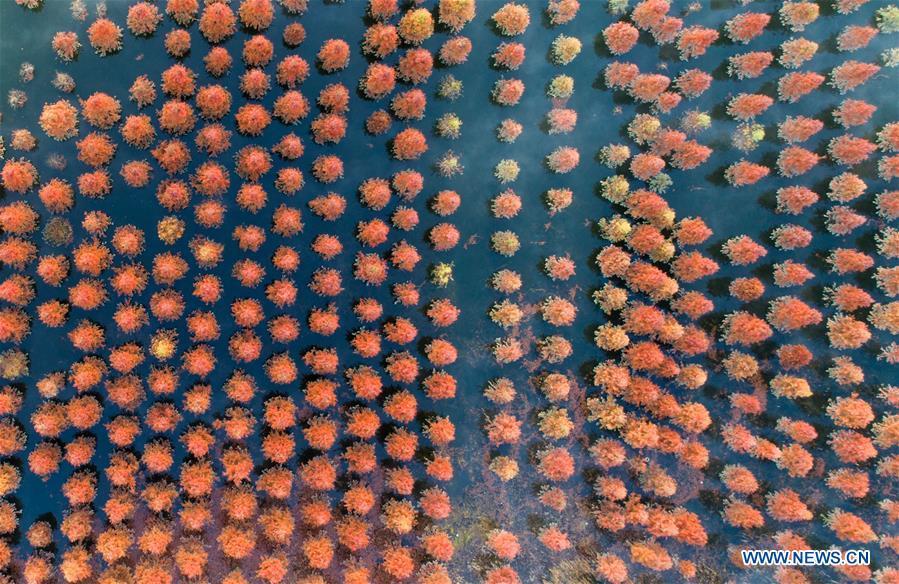 Aerial photo taken on Jan. 5, 2019 shows the wetland of dawn redwood in Dianwei Village in Panlong District of Kunming, capital of southwest China\'s Yunnan Province. The wetland is located at Songhuaba water source reserve, also the upper reaches of the Dian Lake. Songhuaba water source reserve is the main drinking water source of Kunming City. Ecological remediation measures have been implemented for ten years in this area to protect the environment. (Xinhua/Qin Qing)
