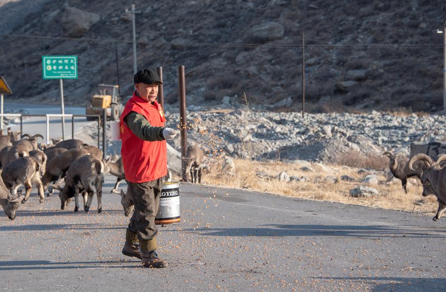 Tian Yuchun, a forest ranger at Helanshan National Forest Park in Northwest China\'s Ningxia Hui autonomous region, feeds bharals on Jan. 5, 2019. (Photo by Ji Zheng for chinadaily.com.cn)

Tian Yuchun takes a bucket of corn to the road at the foot of a mountain at the Helanshan National Forest Park in Northwest China\'s Ningxia Hui autonomous region.

He shouts to the mountains, \