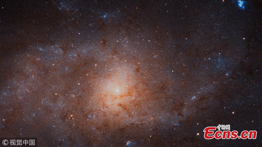This gigantic image of the Triangulum Galaxy -- also known as Messier 33 -- is a composite of about 54 different pointings with Hubble\'s Advanced Camera for Surveys. With a staggering size of 34 372 times 19 345 pixels, it is the second-largest image ever released by Hubble. It is only dwarfed by the image of the Andromeda Galaxy, released in 2016. (Photo/VCG)