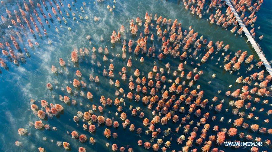 Aerial photo taken on Jan. 5, 2019 shows the wetland of dawn redwood which is clad in mist in Dianwei Village in Panlong District of Kunming, capital of southwest China\'s Yunnan Province. The wetland is located at Songhuaba water source reserve, also the upper reaches of the Dian Lake. Songhuaba water source reserve is the main drinking water source of Kunming City. Ecological remediation measures have been implemented for ten years in this area to protect the environment. (Xinhua/Qin Qing)