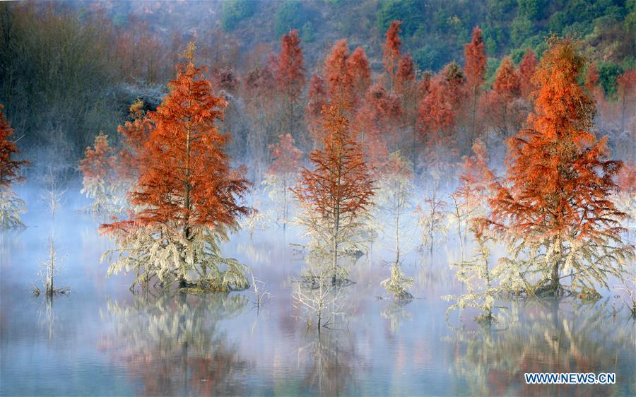 Photo taken on Jan. 5, 2019 shows the wetland of dawn redwood which is clad in mist in Dianwei Village in Panlong District of Kunming, capital of southwest China\'s Yunnan Province. The wetland is located at Songhuaba water source reserve, also the upper reaches of the Dian Lake. Songhuaba water source reserve is the main drinking water source of Kunming City. Ecological remediation measures have been implemented for ten years in this area to protect the environment. (Xinhua/Qin Qing)