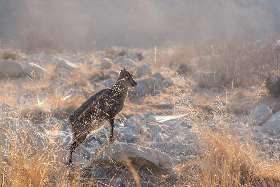 A bharal pauses in Helanshan National Forest Park on Jan. 5, 2019. (Photo by Ji Zheng for chinadaily.com.cn)