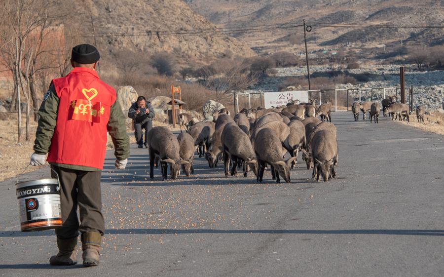 Bharals, goat-like animals also known as blue sheep, eat food provided to them by Tian Yuchun at Helanshan National Forest Park in Northwest China\'s Ningxia Hui autonomous region on Jan. 5, 2019.  (Photo by Ji Zheng for chinadaily.com.cn)