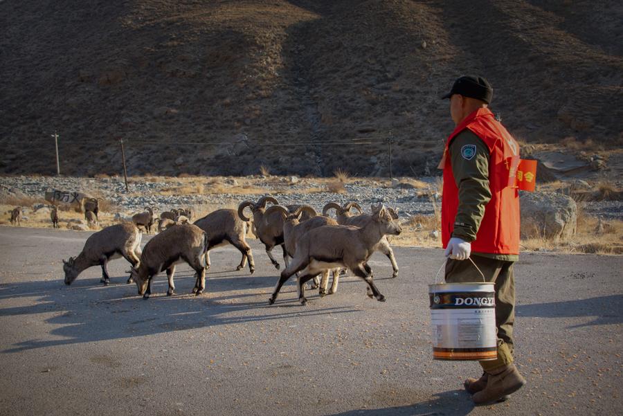 Tian Yuchun feeds bharals at Helanshan National Forest Park in Northwest China\'s Ningxia Hui autonomous region on Jan. 5, 2019. (Photo by Ji Zheng for chinadaily.com.cn)
