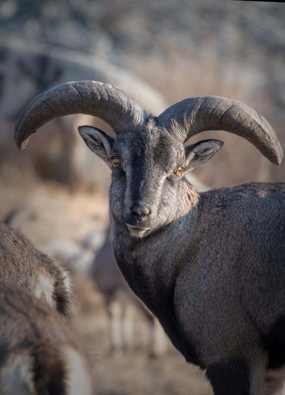 A bharal stands in a perfect pose as it stares ahead in Helanshan National Forest Park on Jan. 5, 2019. (Photo by Ji Zheng for chinadaily.com.cn)