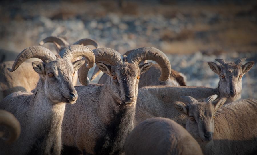Ram-like horns protrude from the heads of these bharals in Helanshan National Forest Park on Jan. 5, 2019. (Photo by Ji Zheng for chinadaily.com.cn)