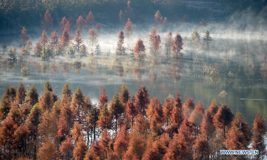 Photo taken on Jan. 5, 2019 shows the wetland of dawn redwood which is clad in mist in Dianwei Village in Panlong District of Kunming, capital of southwest China\'s Yunnan Province. The wetland is located at Songhuaba water source reserve, also the upper reaches of the Dian Lake. Songhuaba water source reserve is the main drinking water source of Kunming City. Ecological remediation measures have been implemented for ten years in this area to protect the environment. (Xinhua/Qin Qing)