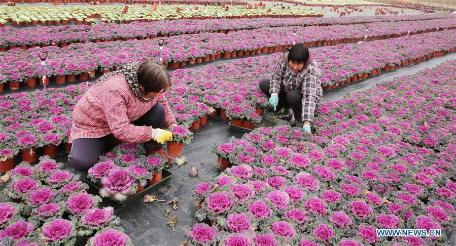 Gardeners work at an agricultural park in Chengdong Township of Nantong City, east China\'s Jiangsu Province, on Jan. 7, 2019. As the Chinese Lunar New Year is drawing near, the potted plants have entered its season of sales in Chengdong Township. (Xinhua/Xiang Zhonglin)