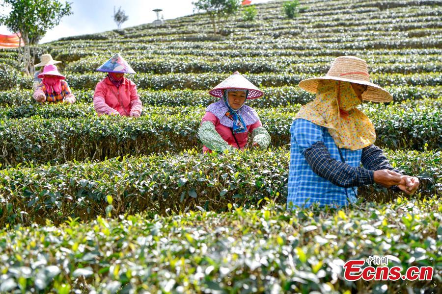 Women of the Li ethnic group pick tea leaves at a plantation at the foot of Wuzhi Mountain in Shuiman Township, South China\'s Hainan Province, Jan. 8, 2019. Farmers began picking new season tea leaves, \