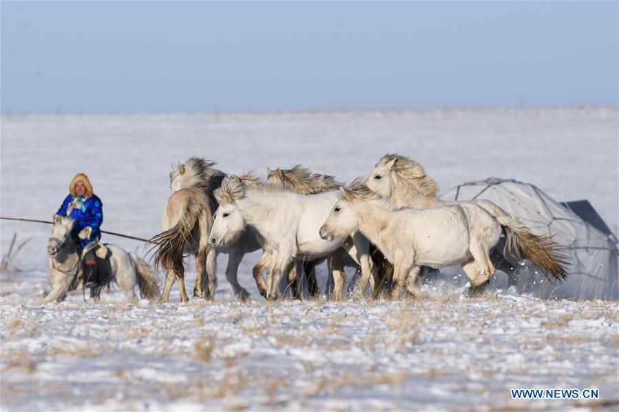 A herdsman tames horses in West Ujimqin Banner, north China\'s Inner Mongolia Autonomous Region, Jan. 8, 2019. (Xinhua/Liu Lei)
