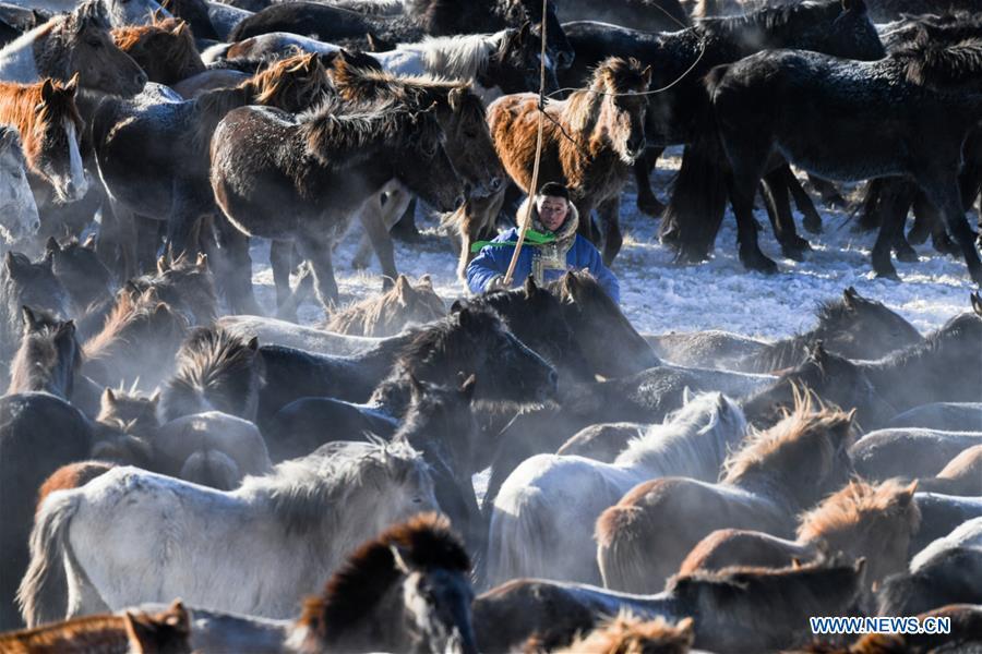 A herdsman tames horses in West Ujimqin Banner, north China\'s Inner Mongolia Autonomous Region, Jan. 8, 2019. (Xinhua/Liu Lei)