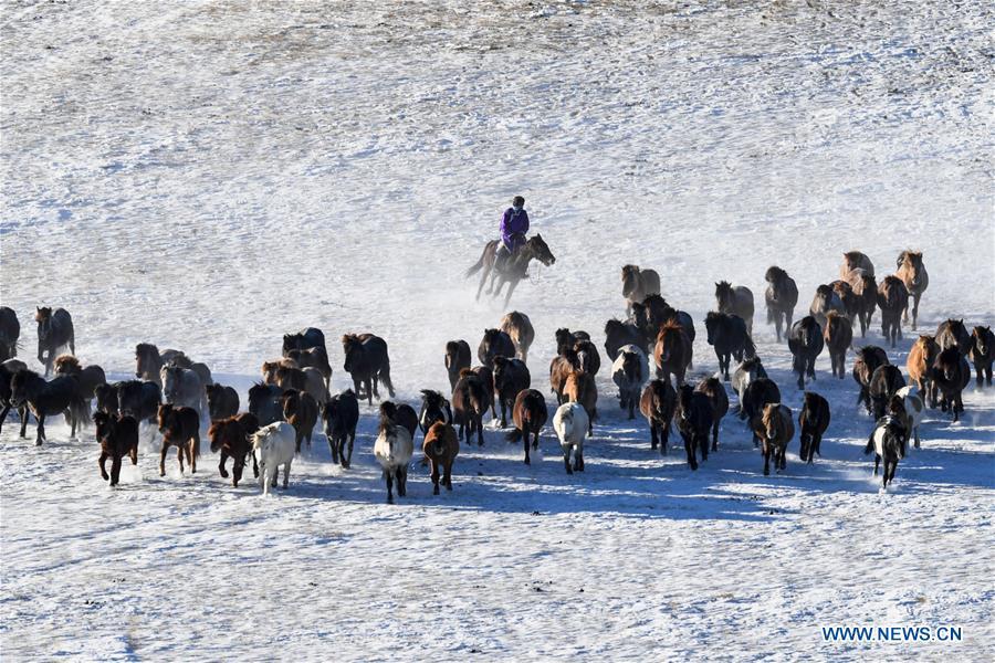 A herdsman tames horses in West Ujimqin Banner, north China\'s Inner Mongolia Autonomous Region, Jan. 8, 2019. (Xinhua/Liu Lei)