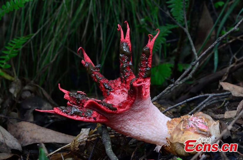 Fungus Clathrus archeri, commonly known as octopus stinkhorn or devil\'s fingers, is found in the Maolan National Nature Reserve in Libo County, Guizhou Province. With a strange, scary appearance, it also smells like putrid flesh. (Photo provided to China News Service)