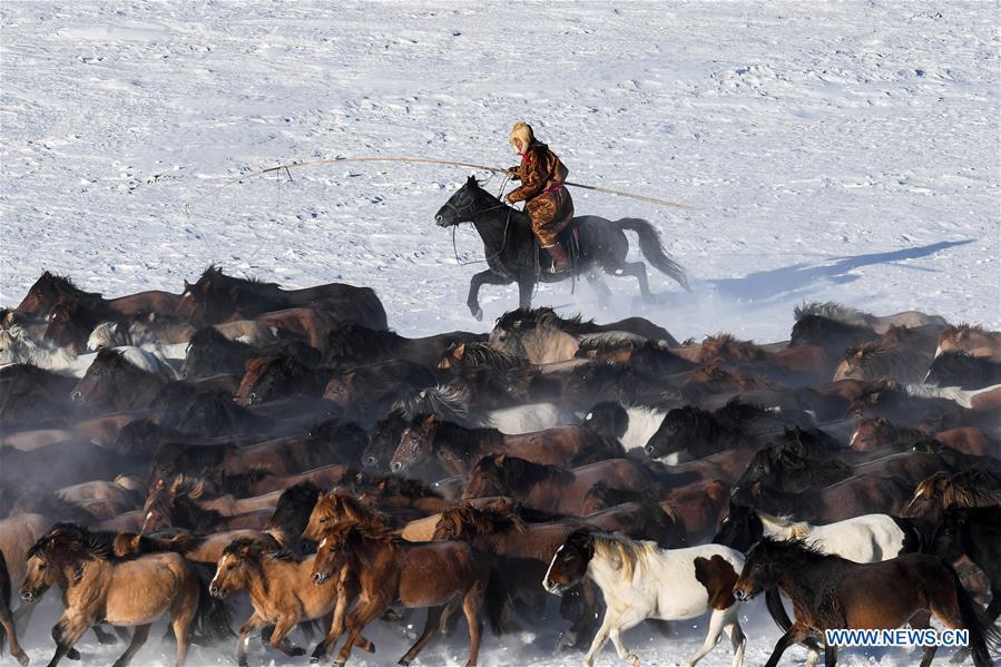 A herdsman tames horses in West Ujimqin Banner, north China\'s Inner Mongolia Autonomous Region, Jan. 8, 2019. (Xinhua/Liu Lei)